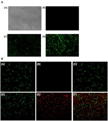 Corrigendum: Olax scandens Mediated Biogenic Synthesis of Ag-Cu Nanocomposites: Potential Against Inhibition of Drug-Resistant Microbes